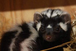 Zorilla: kjer ima črtasto frekret tako ime?